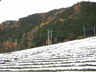 雪