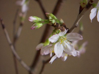 桜の花