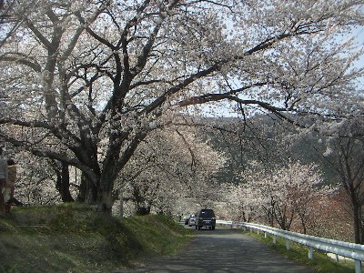 満開の桜